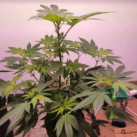 Wyrdsisters #1 - Gobekli, The Shackled growlog timeline photo