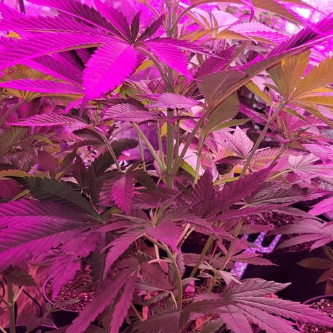 Plant : B - 3 growlog timeline photo
