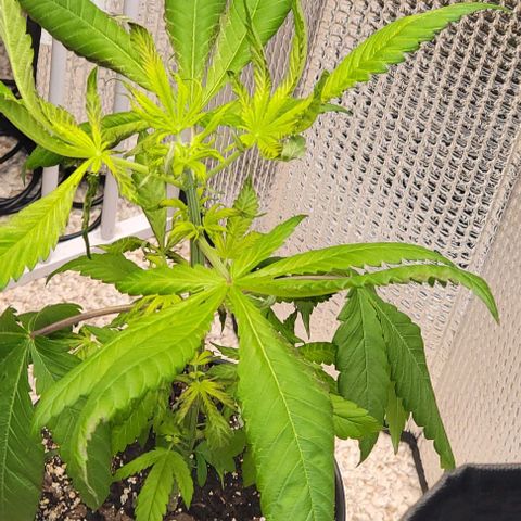  The Cloistered - Charles (m) growlog timeline photo