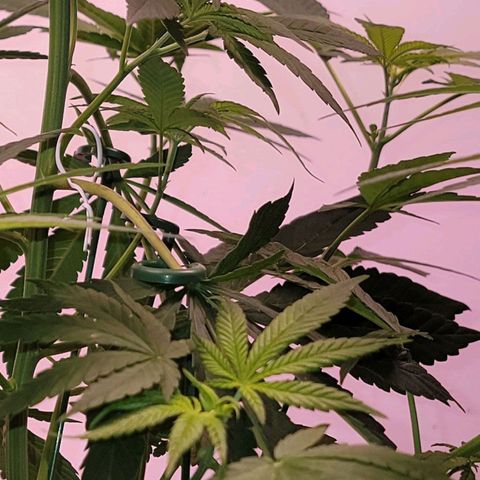 Wyrdsisters #1 - Gobekli, The Shackled growlog timeline photo