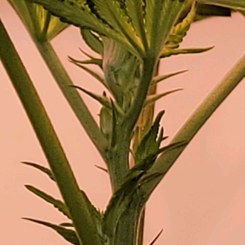 Wyrdsisters #1 - Gobekli, The Shackled growlog timeline photo