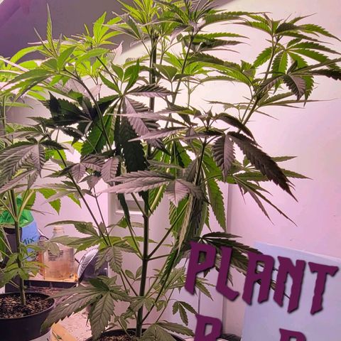 Plant : B - 3 growlog timeline photo