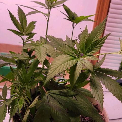 Plant : A - 6 "Cannabonsai"  growlog timeline photo