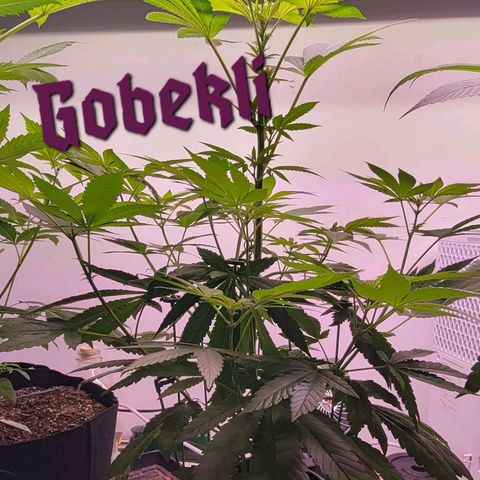 Wyrdsisters #1 - Gobekli, The Shackled growlog timeline photo