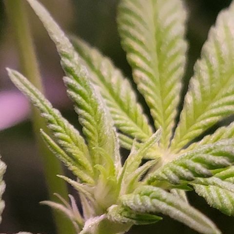 Plant : A - 6 "Cannabonsai"  growlog timeline photo