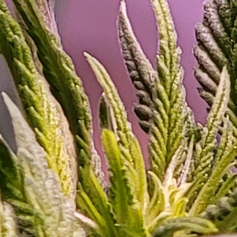Plant : A - 6 "Cannabonsai"  growlog timeline photo