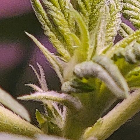 Plant : A - 6 "Cannabonsai"  growlog timeline photo
