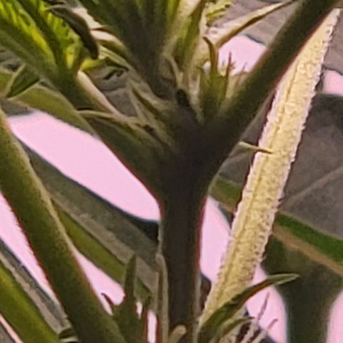 Plant : A - 6 "Cannabonsai"  growlog timeline photo