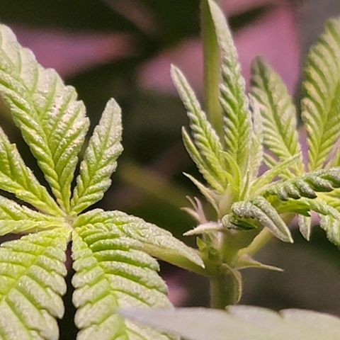 Plant : A - 6 "Cannabonsai"  growlog timeline photo