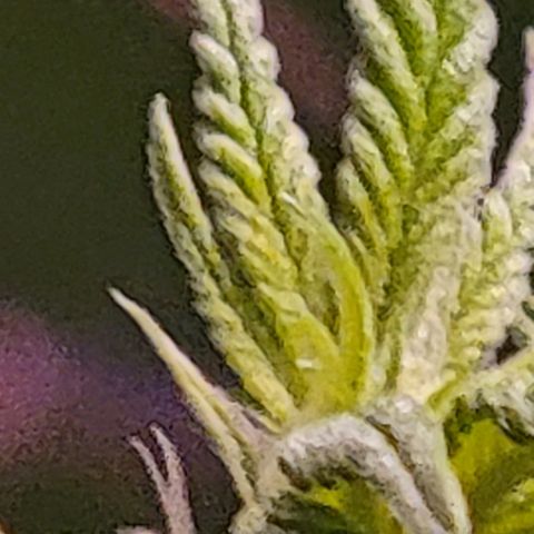 Plant : A - 6 "Cannabonsai"  growlog timeline photo
