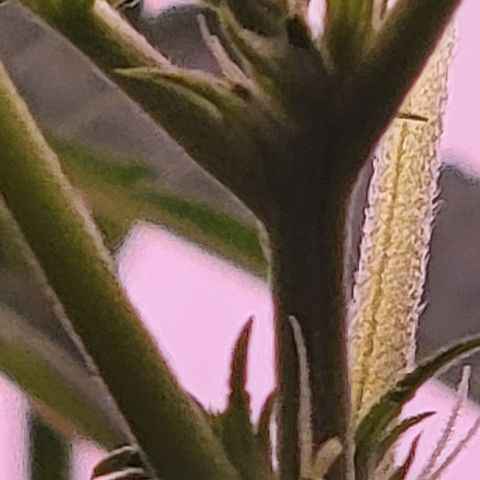 Plant : A - 6 "Cannabonsai"  growlog timeline photo