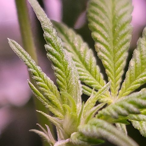 Plant : A - 6 "Cannabonsai"  growlog timeline photo