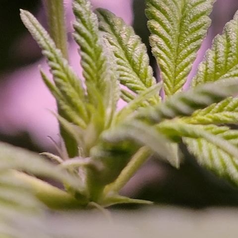 Plant : A - 6 "Cannabonsai"  growlog timeline photo
