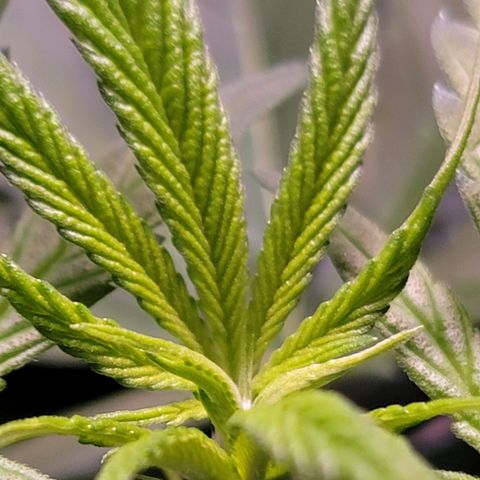 Plant : A - 6 "Cannabonsai"  growlog timeline photo