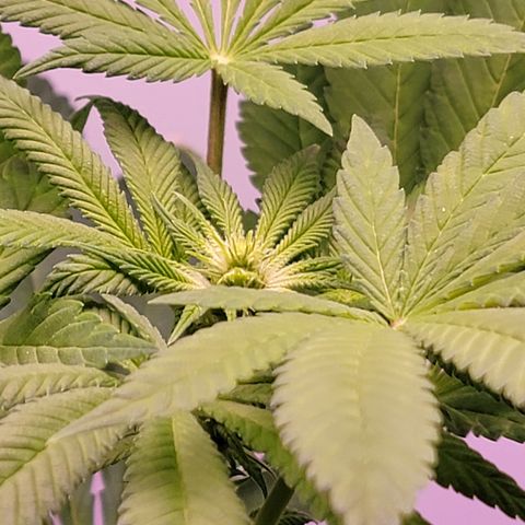 Plant : A - 6 "Cannabonsai"  growlog photo: Starting to flower! 