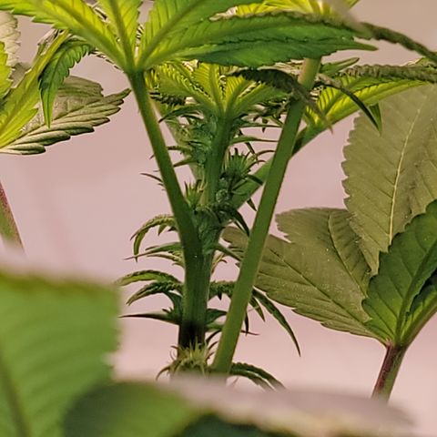 Plant : A - 6 "Cannabonsai"  growlog photo: Starting to flower! 