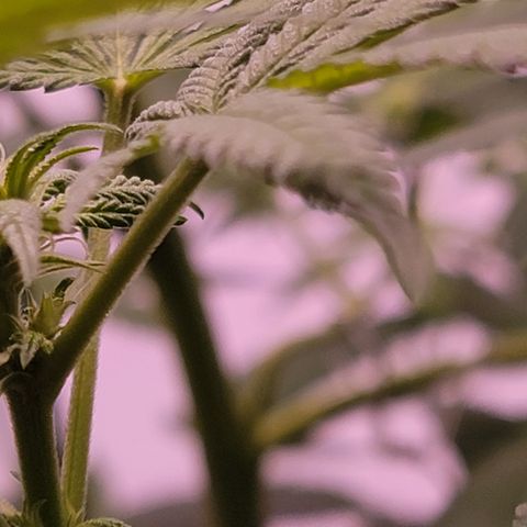 Plant : A - 6 "Cannabonsai"  growlog photo: Starting to flower! 