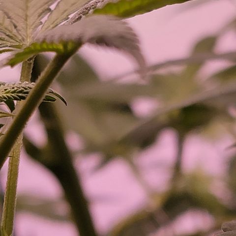 Plant : A - 6 "Cannabonsai"  growlog photo: Starting to flower! 