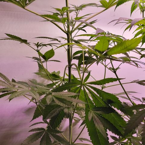 Plant : A - 6 "Cannabonsai"  growlog photo: Starting to flower! 
