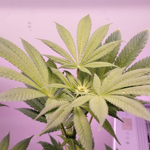 Plant : A - 6 "Cannabonsai"  growlog photo: Starting to flower! 