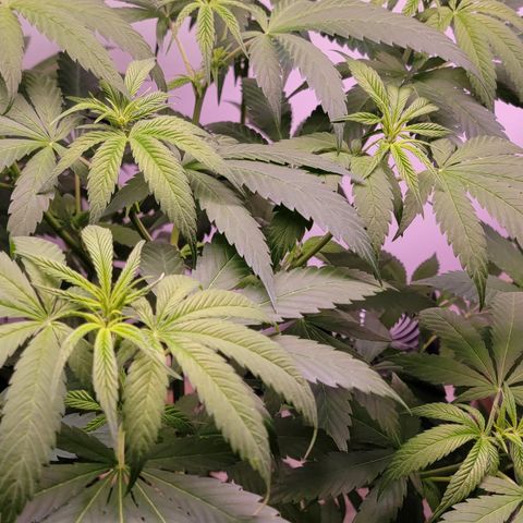 Plant : A - 6 "Cannabonsai"  growlog photo: Starting to flower! 
