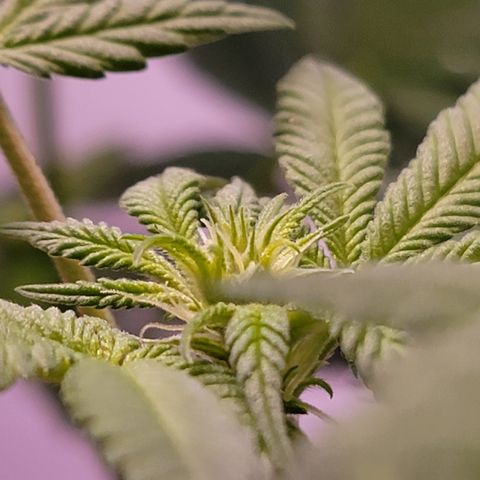 Plant : A - 6 "Cannabonsai"  growlog photo: Starting to flower! 