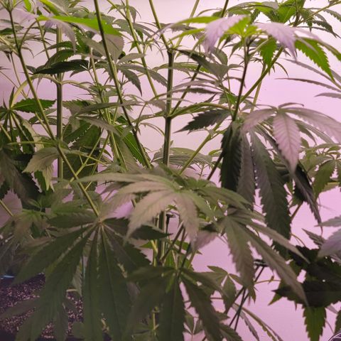 Plant : A - 6 "Cannabonsai"  growlog photo: Starting to flower! 