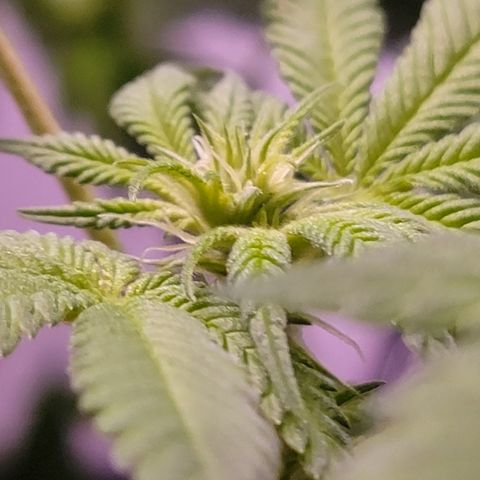 Plant : A - 6 "Cannabonsai"  growlog photo: Starting to flower! 