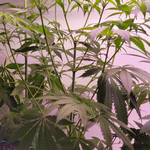 Plant : B - 3 growlog photo: Topping certainly created a crowning like effect, and a very nice canopy 