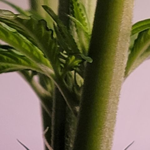 Plant :  B - 6 "General" growlog timeline photo
