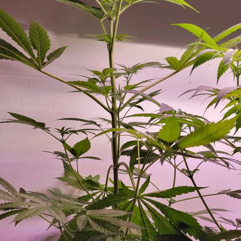 Plant :  B - 6 "General" growlog timeline photo