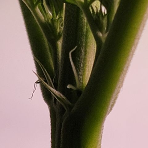 Plant :  B - 6 "General" growlog timeline photo