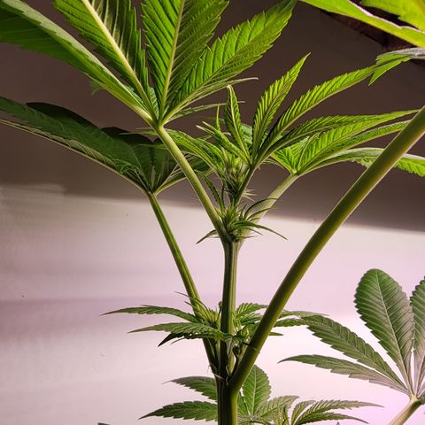 Plant :  B - 6 "General" growlog timeline photo