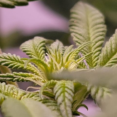 Wyrdsisters #1 - Gobekli, The Shackled growlog photo: She's so far the most important subject of my grow, as she's the closest to being done and doing well. 