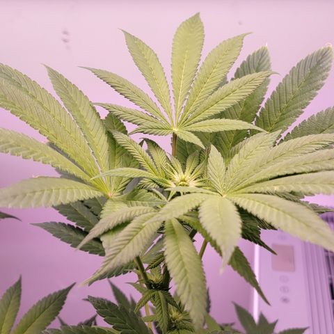 Wyrdsisters #1 - Gobekli, The Shackled growlog photo: She's so far the most important subject of my grow, as she's the closest to being done and doing well. 