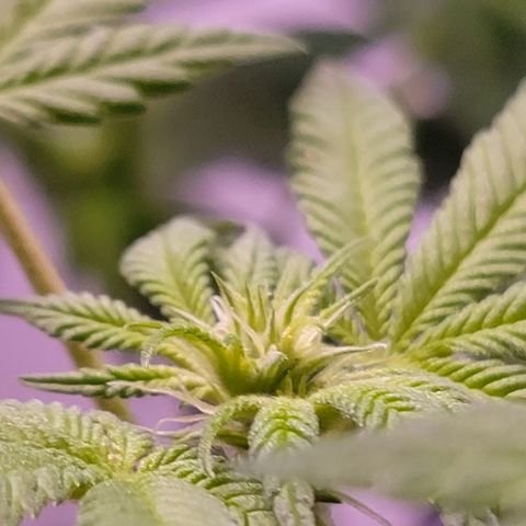 Wyrdsisters #1 - Gobekli, The Shackled growlog photo: She's so far the most important subject of my grow, as she's the closest to being done and doing well. 