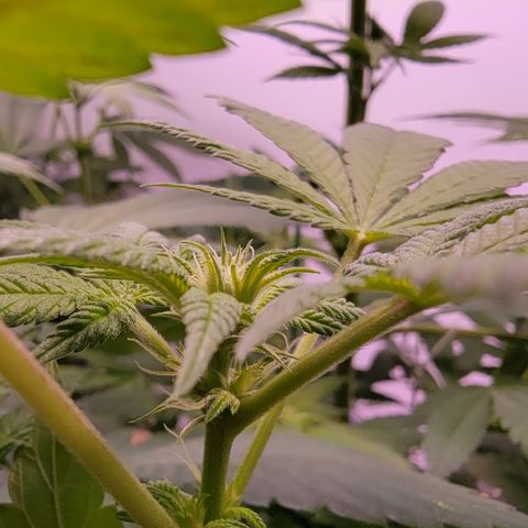 Wyrdsisters #1 - Gobekli, The Shackled growlog photo: She's so far the most important subject of my grow, as she's the closest to being done and doing well. 