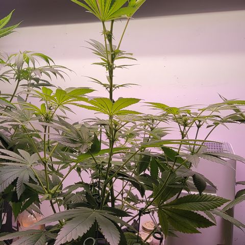 Wyrdsisters #1 - Gobekli, The Shackled growlog photo: She's so far the most important subject of my grow, as she's the closest to being done and doing well. 