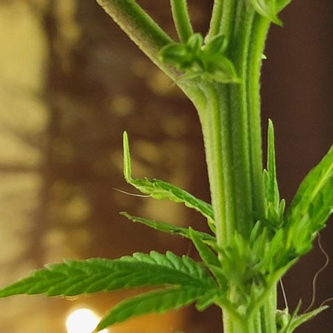  The Cloistered - Charles (m) growlog timeline photo