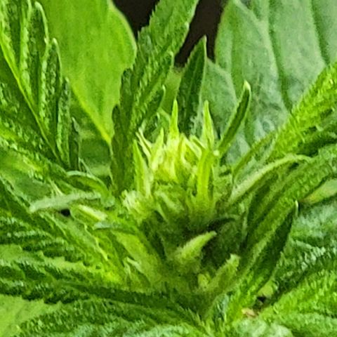  The Cloistered - Charles (m) growlog timeline photo