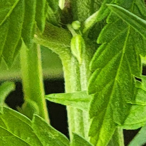  The Cloistered - Charles (m) growlog timeline photo