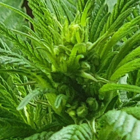  The Cloistered - Charles (m) growlog timeline photo