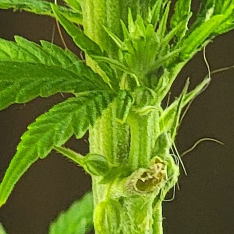  The Cloistered - Charles (m) growlog timeline photo