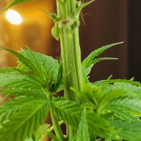  The Cloistered - Charles (m) growlog timeline photo