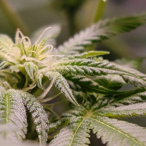 Plant : A - 6 "Cannabonsai"  growlog timeline photo
