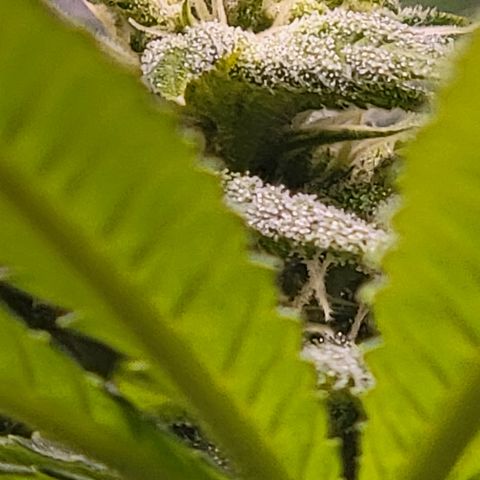 Plant : A - 6 "Cannabonsai"  growlog timeline photo
