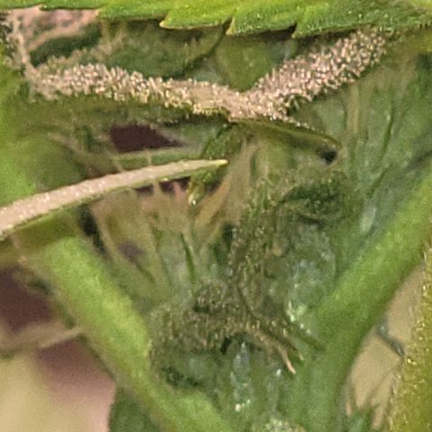 Plant : A - 6 "Cannabonsai"  growlog timeline photo