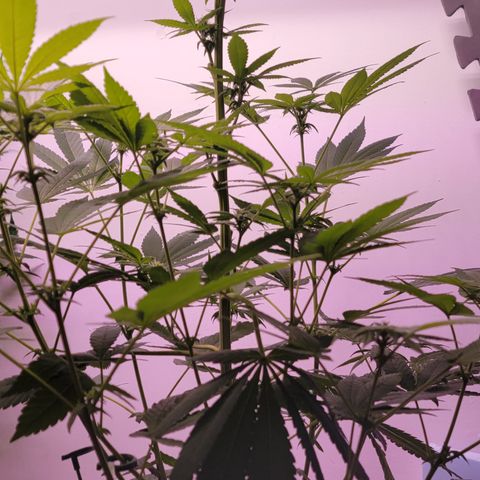 Plant : A - 6 "Cannabonsai"  growlog timeline photo