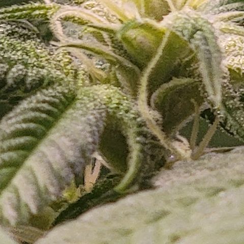 Plant : A - 6 "Cannabonsai"  growlog timeline photo