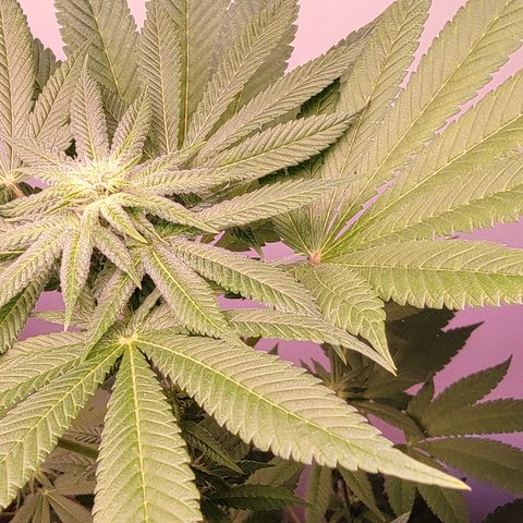 Plant : A - 6 "Cannabonsai"  growlog timeline photo